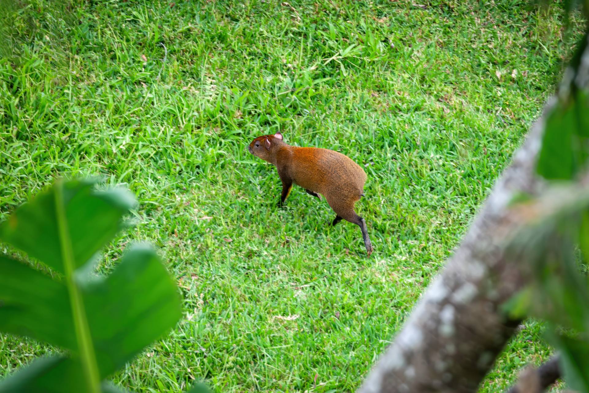 Mittelamerikanische Aguti (Dasyprocta punctata)